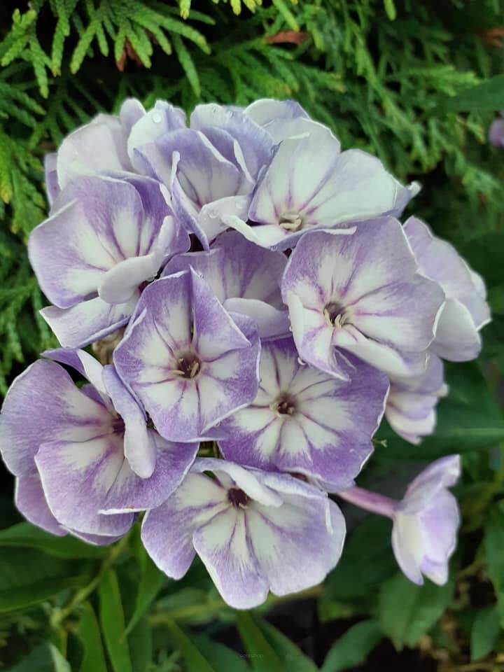 Floks wiechowaty 'Younique Old Blue'  Phlox paniculata 'Younique Old Blue' 