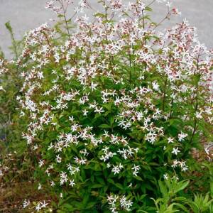 Gillenia trójlistna Gillenia trifoliata 