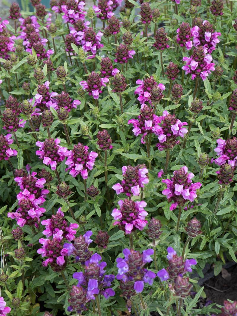 Głowienka wielkokwiatowa 'Gerhard Rudolf' Prunella grandiflora 'Gerhard Rudolf'