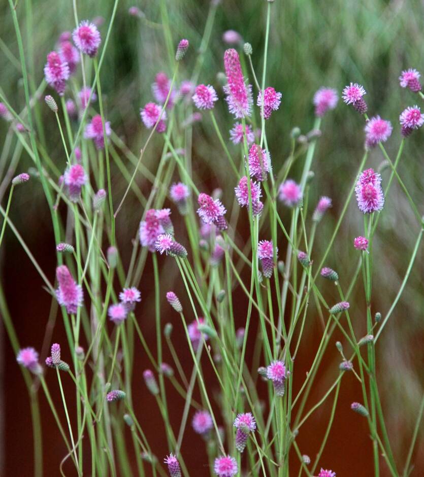 Krwiściąg lekarski 'Pink Tanna' Sanguisorba officinalis 'Pink Tanna'